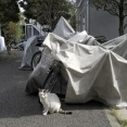 やさしいねこ　１１