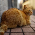 冬の朝のからあげ　20260703