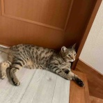 ベンガル猫BenelliとアビシニアンBenjaminと三毛猫Calicoと家族の記録
