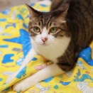 猫と夏結び。