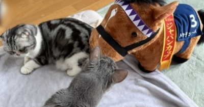 ドウデュースのぬいぐるみを見た猫がしたこと