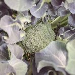 減農薬野菜、果物、お花、こだわりのうつわのお店　- 花うつわ大地（花咲農園） -