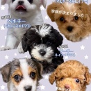 新入生🐶😺