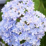 『脳と卓球・光マイクロバブル(3650回記念)(4)』の画像