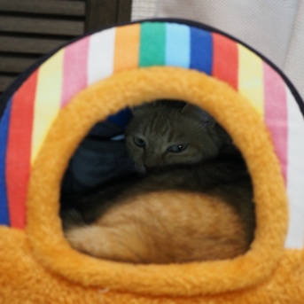 猫、ぬくぬく〜♪