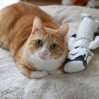 ふかふかでくつろぐ猫。