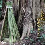 『ポツンと一軒家「御神木」』の画像