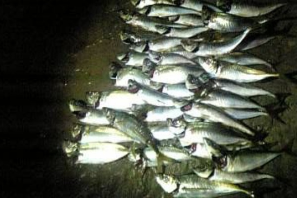 三浦半島の磯 半夜釣行 グレ釣り