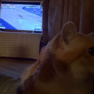 馬とニャンコと男と女