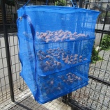 『梅干し！（途中経過）』の画像