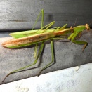 オオカマキリ　コカマキリ
