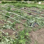 いすみ　4年生の教育ファーム