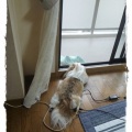朝から確りと。
