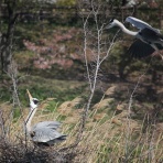 治水緑地の野鳥日記
