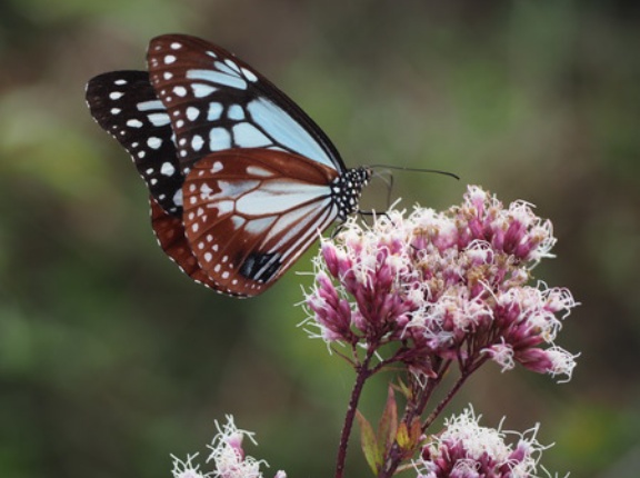 2025旅する蝶・アサギマダラとコスモスと「しまばら火張山花公園」（島原市上折橋町）