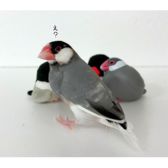 レモン文鳥クラブ