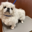 ペキニーズ　シャンプーカット　宮内