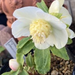 Four Seasons　四季の移ろい