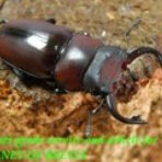 ブリーディングブログ