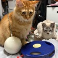 探し物はなんですか　20261027