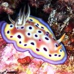 沖縄のウミウシをご紹介！