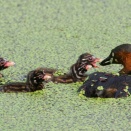 カイツブリ親子とカワラヒワのヒマワリ食堂