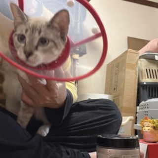 ねこかます
