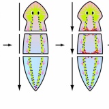 プラナリアとかいう無限増殖生物ｗｗｗｗｗｗ