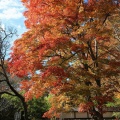懐古園の紅葉