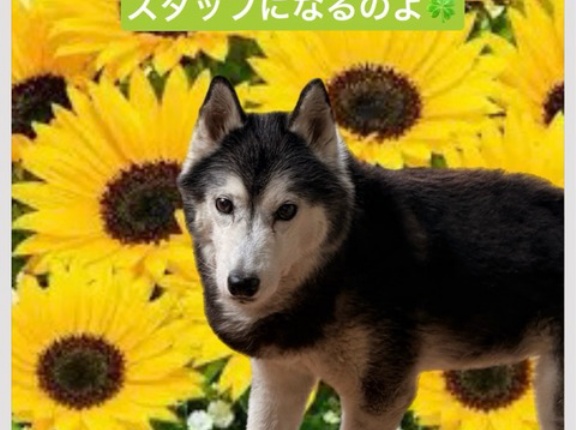 アイビーに沢山のお花が、、、🌸🌸🌸