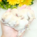 子うさぎは転がるもの