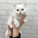 ☆新入荷ネコちゃんご紹介☆