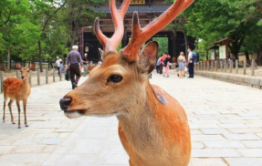 奈良公園で増え続けているシカ、他の市内でも目撃情報相次ぐ・・・縄張り争いに負けたシカが移動か