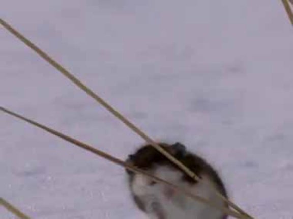 地面には雪が積もっていた。足が冷たいのかな？ → 彼女はこうなった…