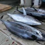 『魚三昧』の画像