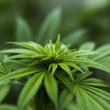 【画像】女さん「大麻バター作りまーす！」→ガチの大麻で作り始めてしまう･･･→