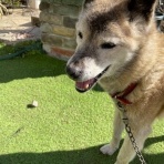 ねこ屋敷の住猫達