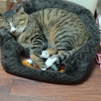 にゃんズの母（認知症と猫とわたし）