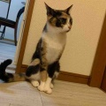 リビング集合待ちのキャリコちゃん