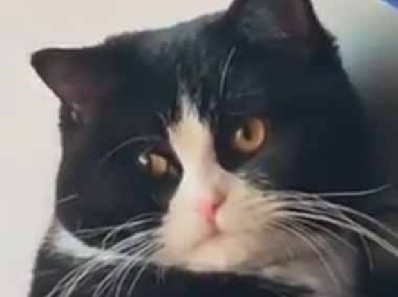 ぽっちゃりな子が車内で自撮りしていた。ちょっとポーズが気に入らない → こだわりのインフルエンサーはこちらです…