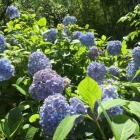 『紫陽花の季節ですね。』の画像