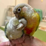 waka ⭐ のの＆のあ そしてぎずも