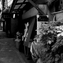 居酒屋のミッチャン元気？目刺し焼く