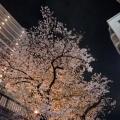 夜桜