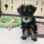 ペットショップワンラブ イオン石狩緑苑台店のスタッフブログ～在籍の子犬子猫やトリミングの情報を公開！新入荷商品の情報も要チェックですよ(^^♪