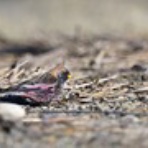 ヨット　Jennifer号 航海記　探鳥旅行記