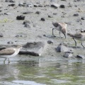 2026年9月1日の野鳥公園