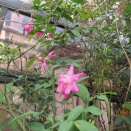 近所の花々！！