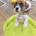 ジャックちゃん🐾