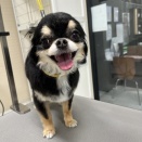 【トリミングブログ】はなちゃん、こてつくん🐶